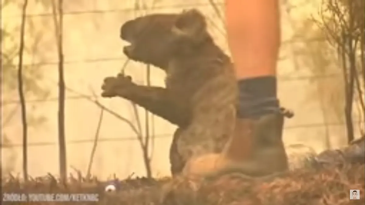 Międzynarodowa adopcja koali – ratujmy zwierzęta z płonącego piekła!